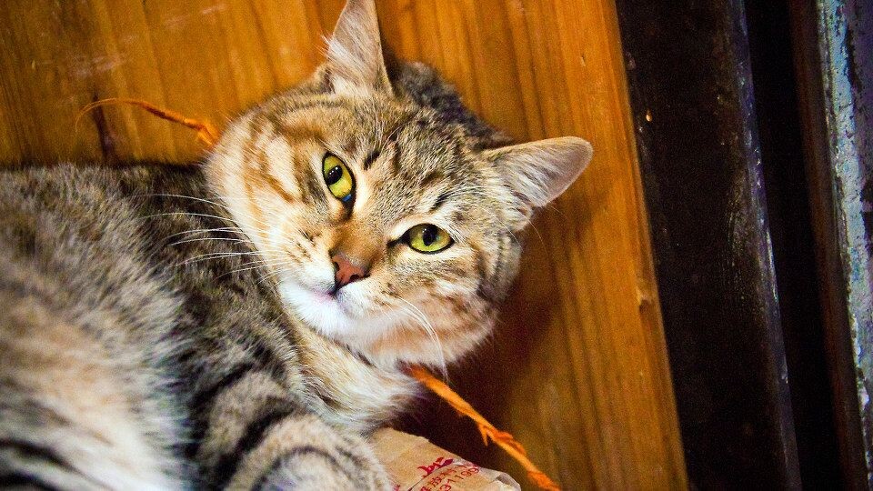 遇见你的猫最新兑换，智能养猫新时代的独特体验与高科技产品交织之旅
