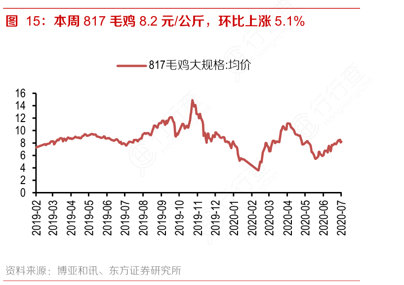 今日817毛鸡最新价格，市场走势与产业影响分析