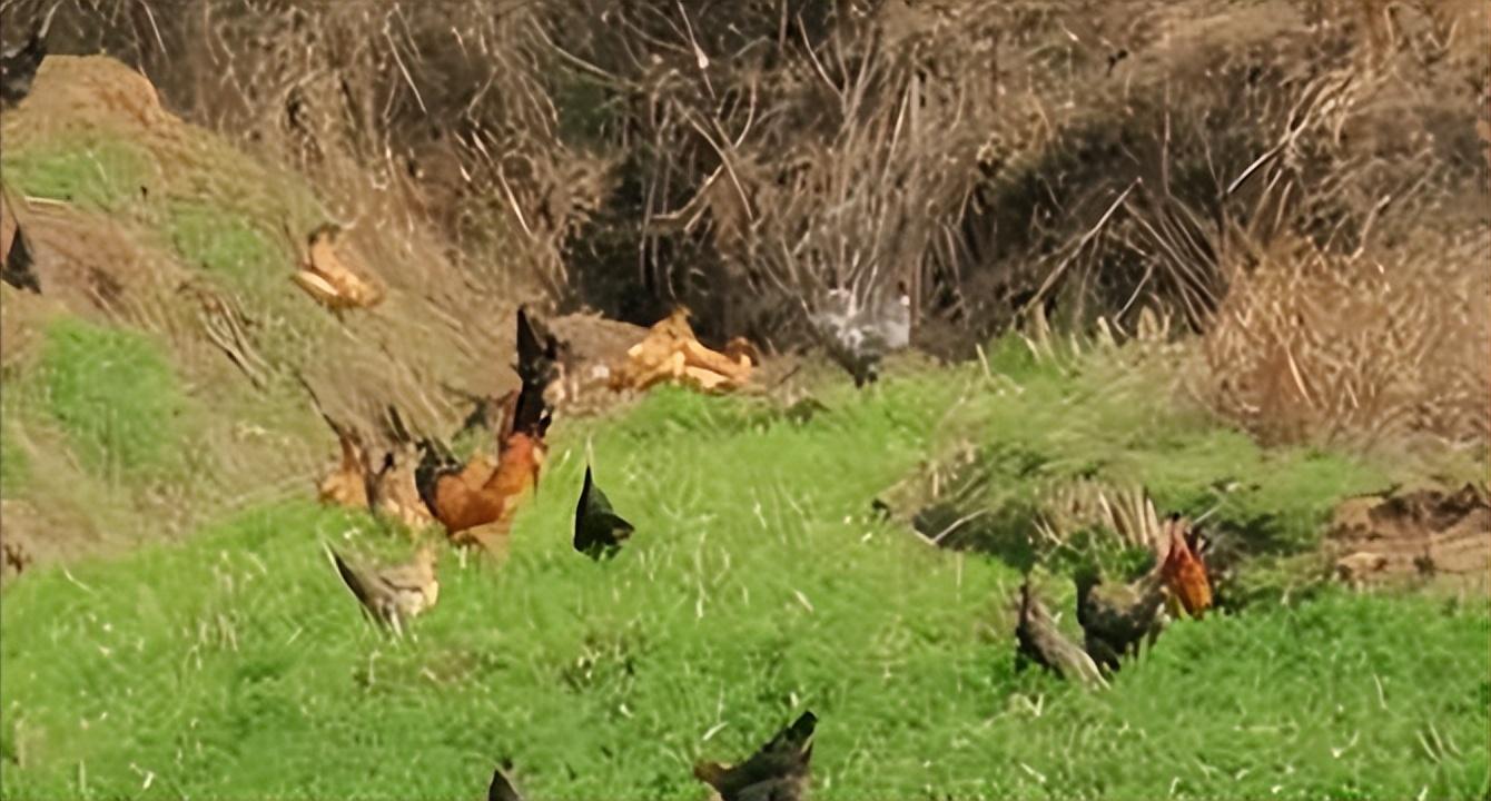 四川洪水最新通报,探索自然美景之旅,寻找内心平静之路