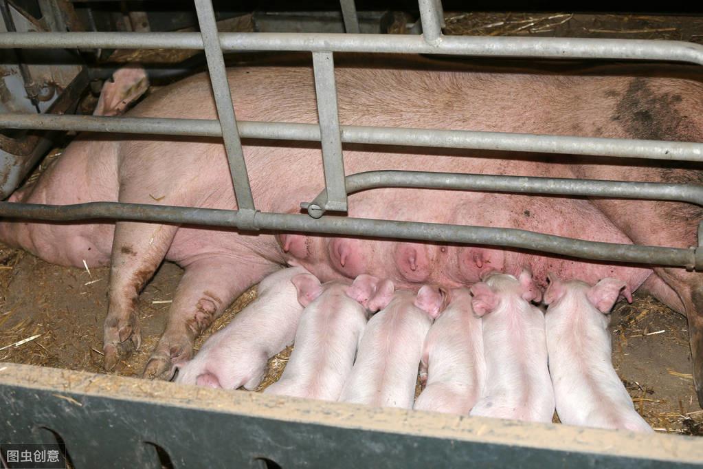 全国今日猪肉价格最新查询与理解步骤指南