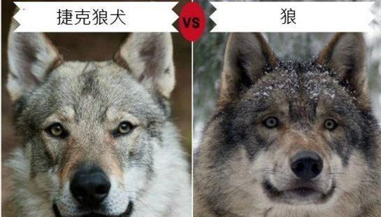 血狼犬电影,血狼犬电影，忠诚的伙伴，温馨的日常