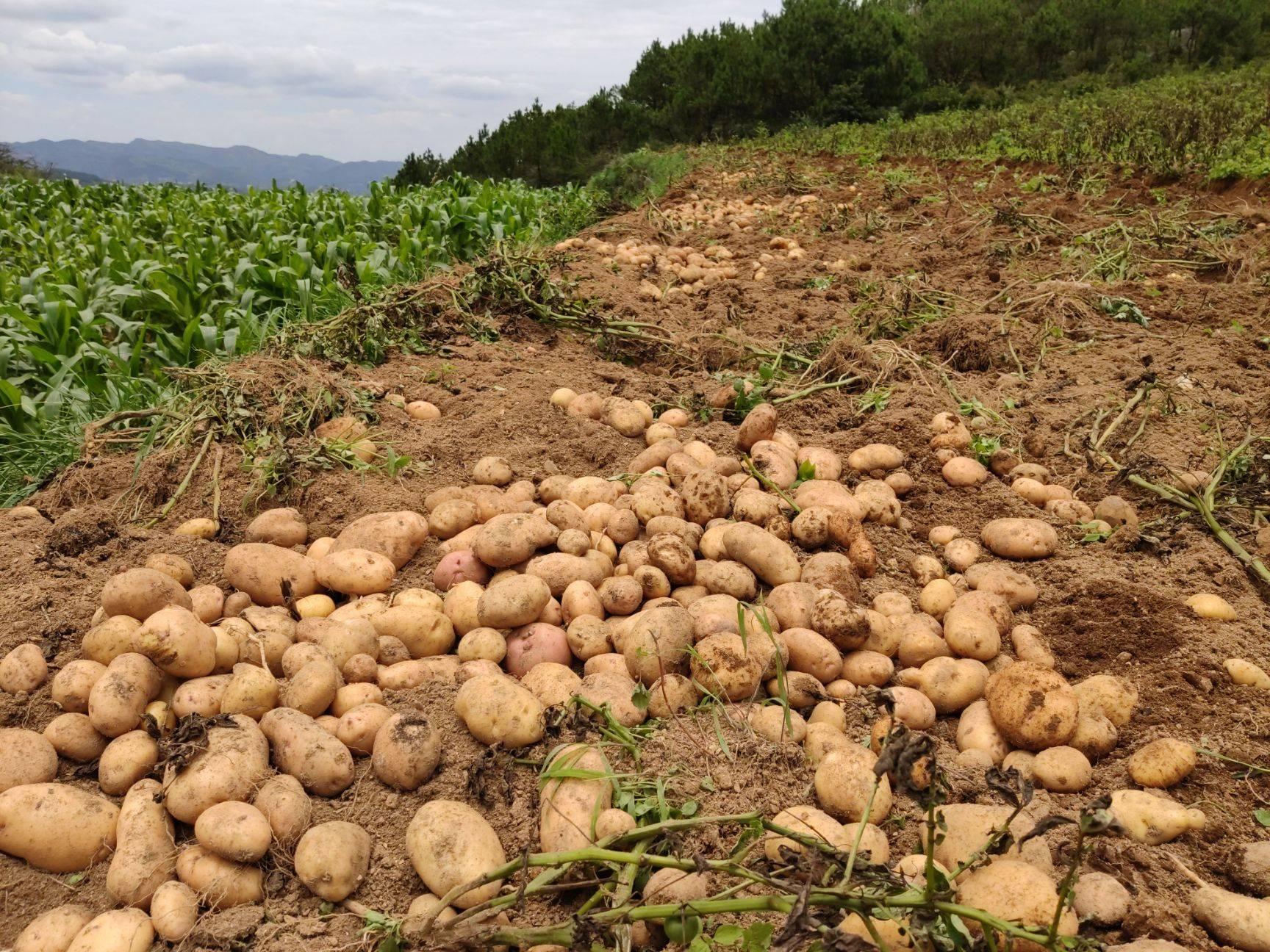土豆行情价格深度解析，市场走势、影响因素与案例分析探究