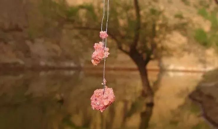 汉中钓鱼坑塘最新动态,垂钓之乐与友情交织的纽带