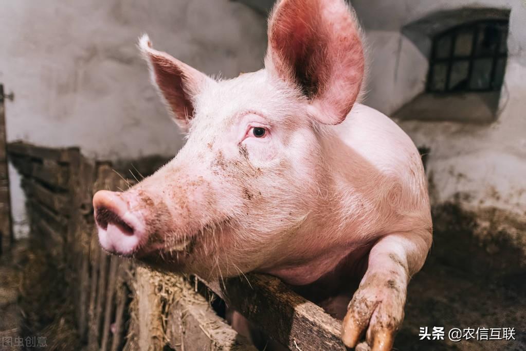 全国猪价行情下的心灵之旅，探寻内心的宁静与自然的碰撞