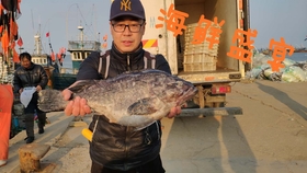 小马赶海最新视频，探寻小巷海鲜宝藏的冒险之旅