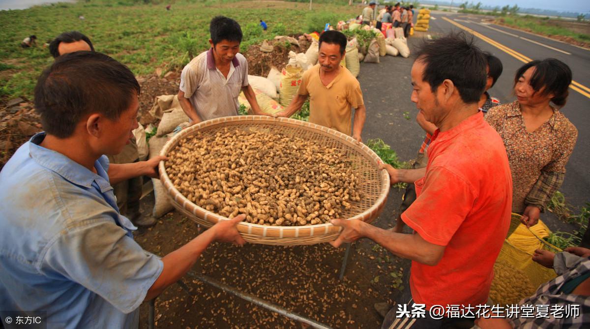 辽宁花生米最新价格，一场绿色旅行的内心平静探寻