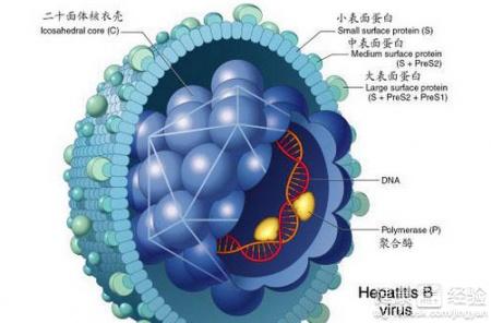 乙肝最新治疗方法详解，步骤指南与策略