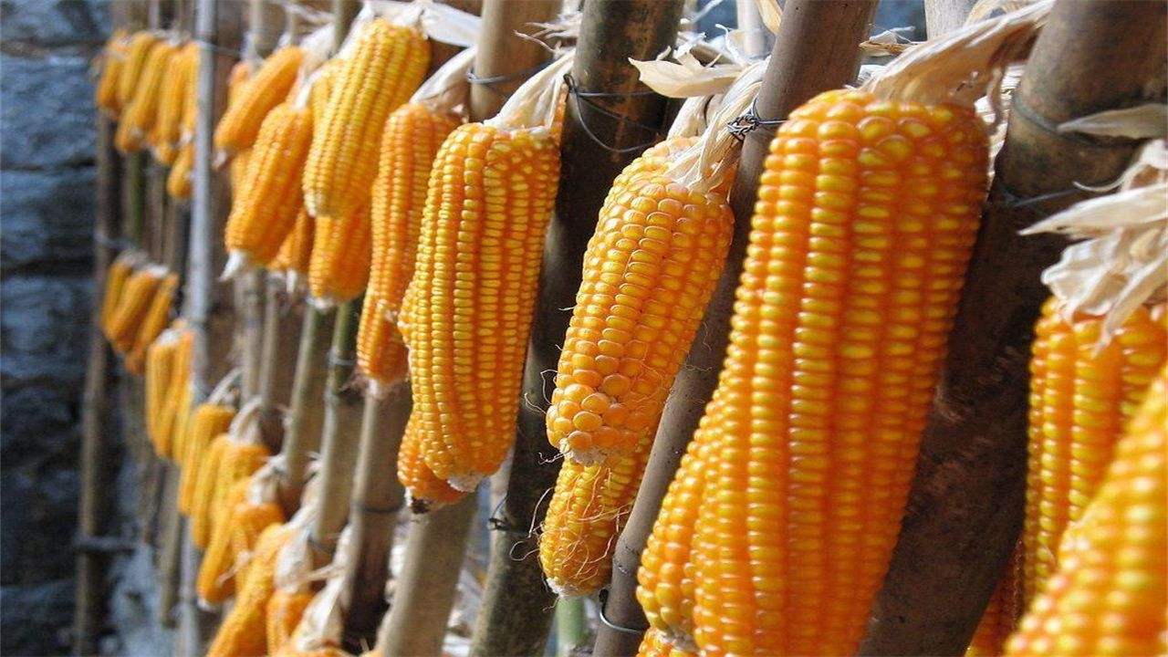 陈化粮玉米最新价格动态，机遇与挑战并存的自我超越旅程