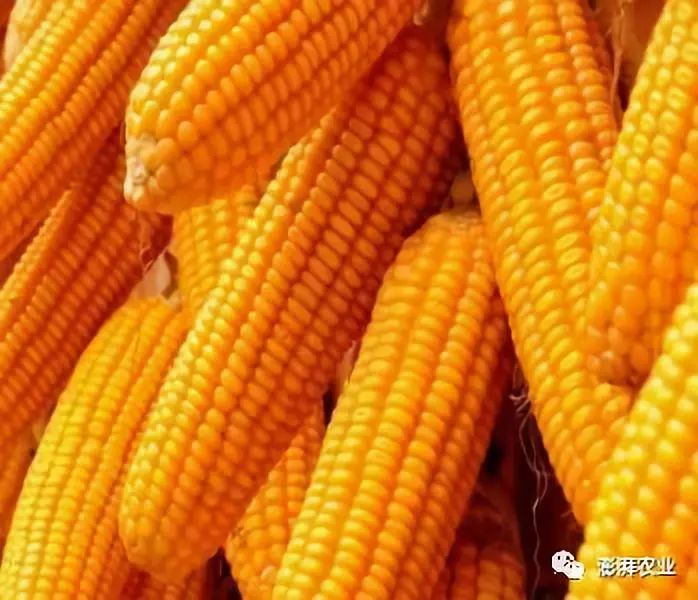 哈尔滨玉米最新价格分析与探讨