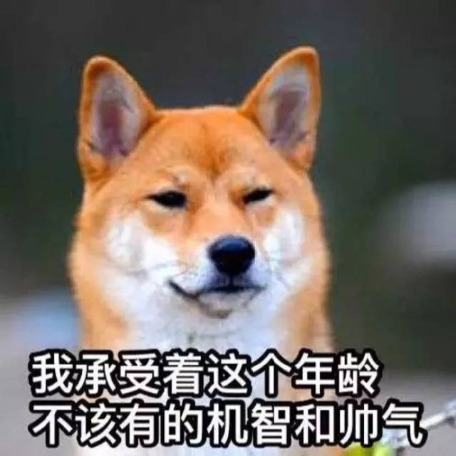 日照禁养犬最新通知及其背后的温情故事概述