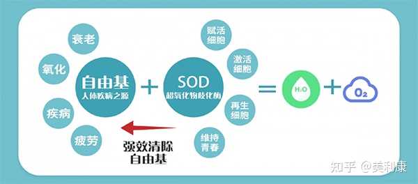 抗衰老最新科学方法，观点论述与实际应用