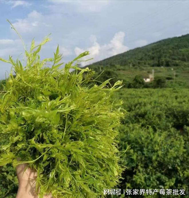 莓茶价格揭秘，小巷深处的独特风味