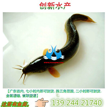 小巷深处的泥鳅鱼苗宝藏与价格揭秘