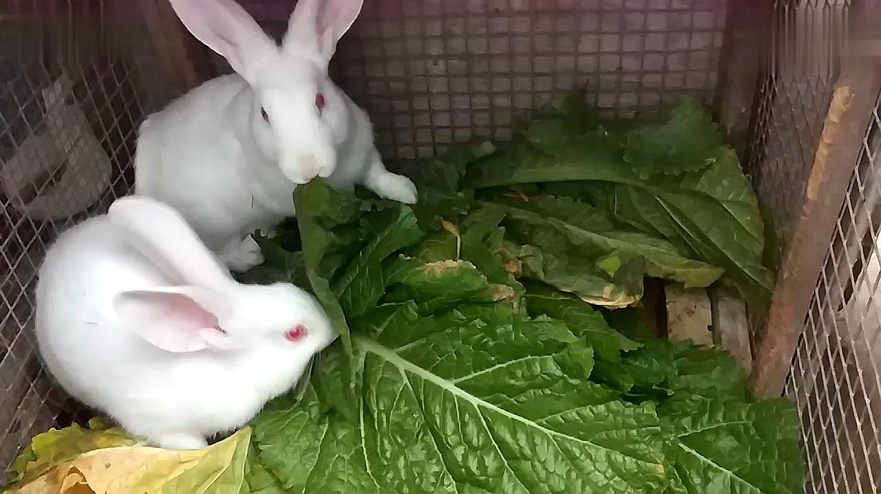 最新兔子视频，欢乐捕捉萌兔的精彩瞬间