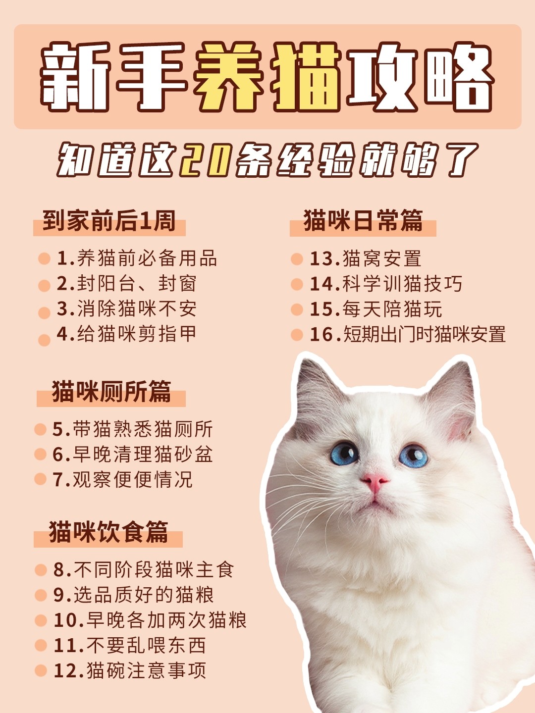 小红书分享，猫咪最新版下载攻略