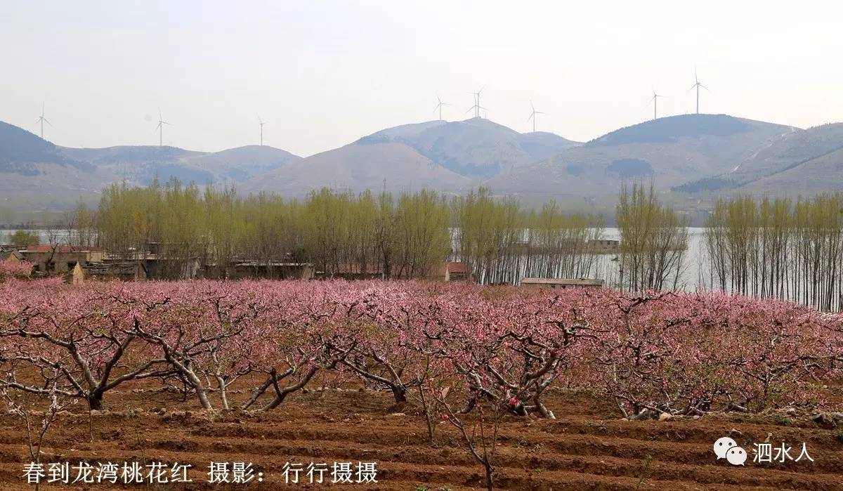 桃村最新动态，发展与保护的双重视角