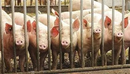 非洲猪瘟最新疫情动态与科技先锋联手护卫畜牧安全