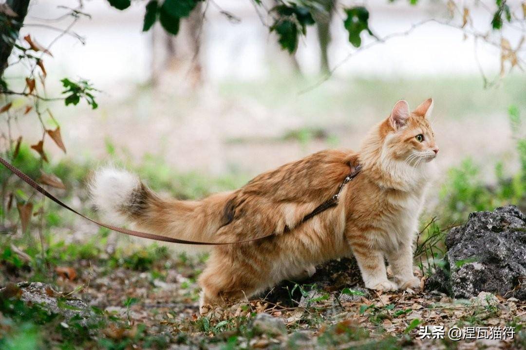 最新猫咪网站指南，轻松浏览与发现猫咪资讯的详细步骤