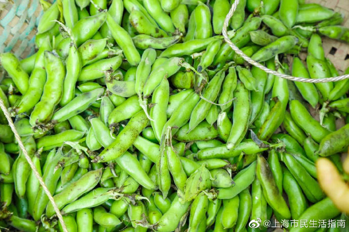 蚕豆收购价格最新行情动态更新
