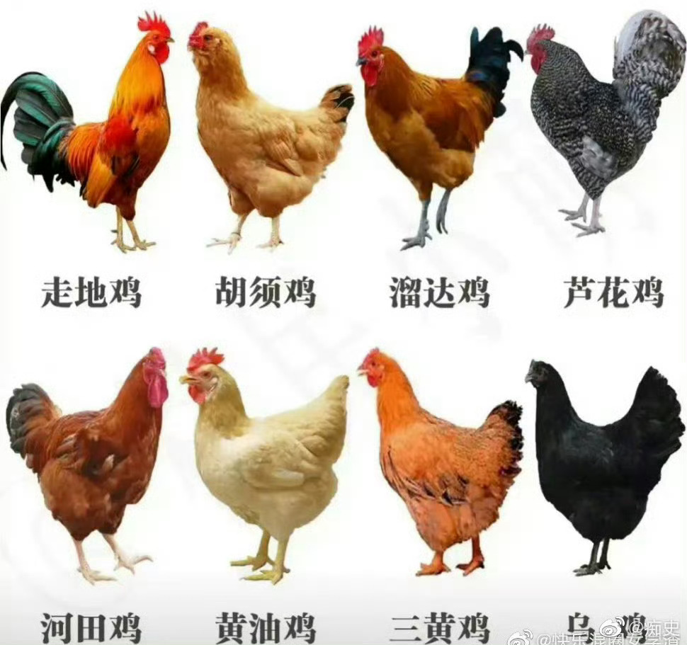 最新鸡品种揭秘与小巷深处的特色美食探秘之旅