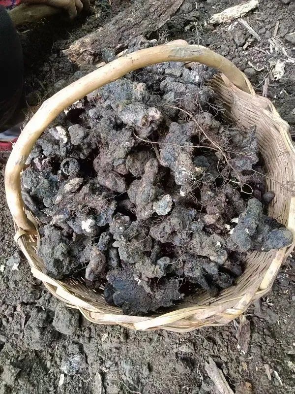猪苓最新价格，科技与生活共舞的未来之选之选