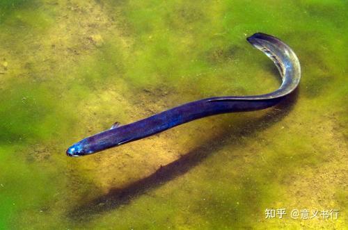 引人注目的海洋生物鳗最新及其相关观点解析