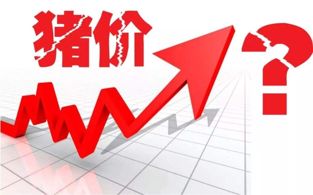 今日猪价格表全面解析，市场走势与影响因素深度探讨