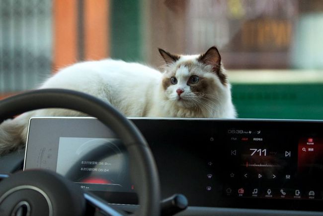 猫咪网站最新资讯，高科技产品介绍